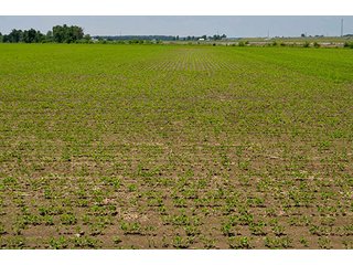 Property photo 11 - LAND AUCTION - 700+/- ACRES OFFERED IN 16 TRACTS IN ALLEN COUNTY, INDIANA